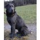Labrador Retriever - Rüde