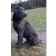 Labrador Retriever - Rüde