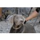 Labrador Retriever - Rüde
