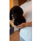 Labrador Retriever - Rüde