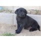 Labrador Retriever - Rüde