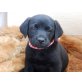 Labrador Retriever - Rüde