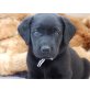 Labrador Retriever - Rüde