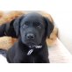 Labrador Retriever - Rüde