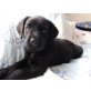 Labrador Retriever - Rüde