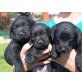 Labrador Retriever - Rüde