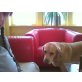 Labrador Retriever - Rüde