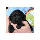 Labrador Retriever - Rüde