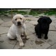 Labrador Retriever - Rüde