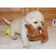 Labrador Retriever - Rüde
