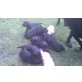 Labrador Retriever - Rüde
