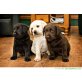 Labrador Retriever - Rüde