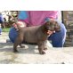 Labrador Retriever - Rüde