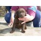 Labrador Retriever - Rüde