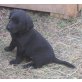 Labrador Retriever - Rüde
