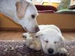 Labrador Retriever - Rüde