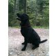 Labrador Retriever - Rüde