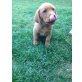 Labrador Retriever - Rüde
