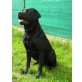 Labrador Retriever - Rüde