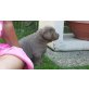 Labrador Retriever - Rüde
