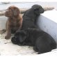 Labrador Retriever - Rüde