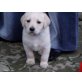 Labrador Retriever - Rüde