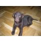 Labrador Retriever - Rüde