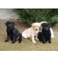 Labrador Retriever - Rüde