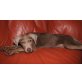 Labrador Retriever - Rüde