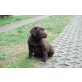 Labrador Retriever - Rüde