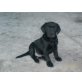 Labrador Retriever - Rüde