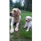Labrador Retriever - Rüde