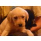 Labrador Retriever - Rüde