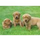 Labrador Retriever - Rüde