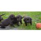 Labrador Retriever - Rüde