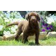 Labrador Retriever - Rüde