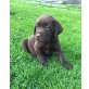 Labrador Retriever - Rüde
