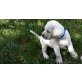 Labrador Retriever - Rüde