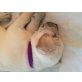 Labrador Retriever - Rüde