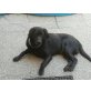 Labrador Retriever - Rüde