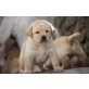 Labrador Retriever - Rüde