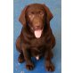 Labrador Retriever - Rüde