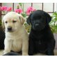 Labrador Retriever - Rüde
