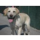 Labrador Retriever - Rüde