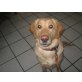 Labrador Retriever - Rüde