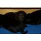 Labrador Retriever - Rüde