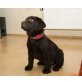 Labrador Retriever - Rüde