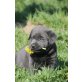 Labrador Retriever Welpen - Hündin