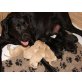 Labrador Retriever Welpen - Hündin