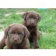 Labrador Retriever Welpen - Hündin